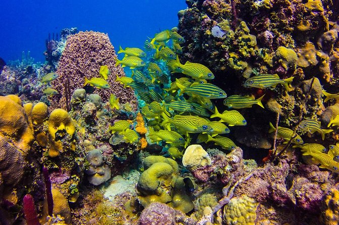 Full-Day Catalina Island Scuba Diving Tour From Punta Cana - Date and Travel Information