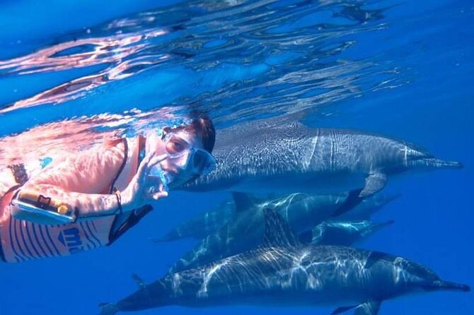 Full-day Dolphin House And Swim With Dolphin - Inclusions