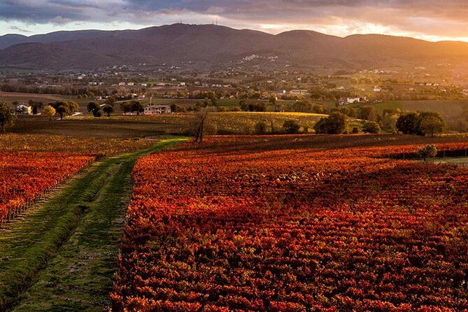 Full Day Experience Umbria Wine Tasting and SPA Relax - Wine Tasting Experience