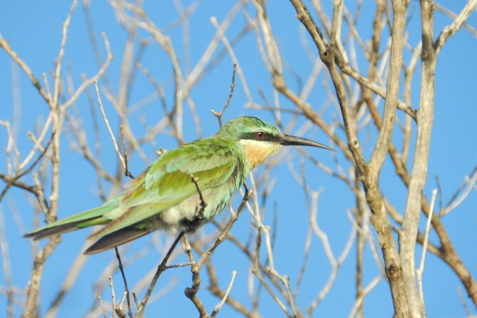 Full-Day Family Hluhluwe Imfolozi Park Safari Experience - Traveler Experience