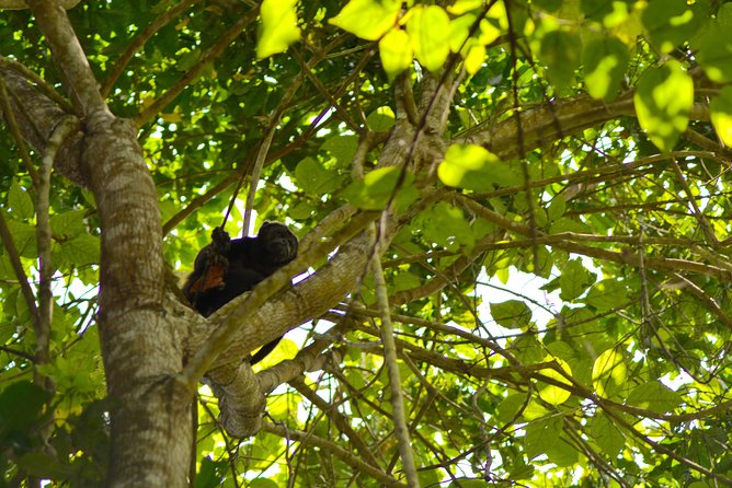Full Day : Forest and the Fisherman Trail (From Guayaquil) - Tour Duration and Highlights