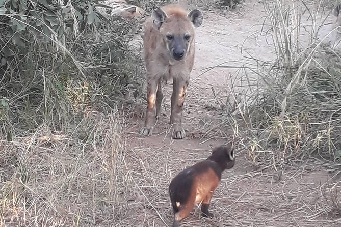 Full-Day Kruger Park Safari From Nelspruit, Whiteriver or Hazyview - Inclusions