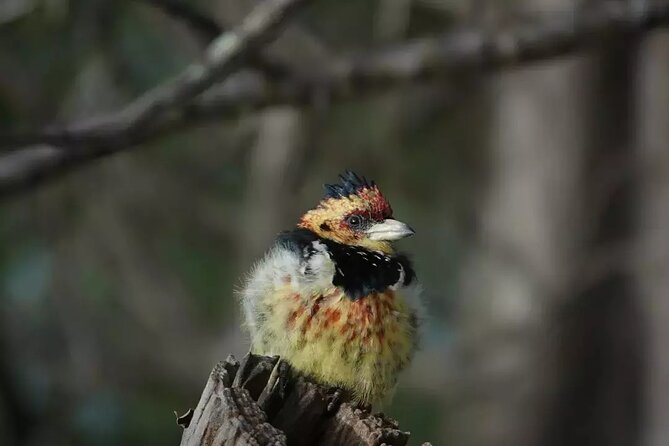 Full Day Kruger Park Wildlife Safari From Hoedspruit - Tour Details