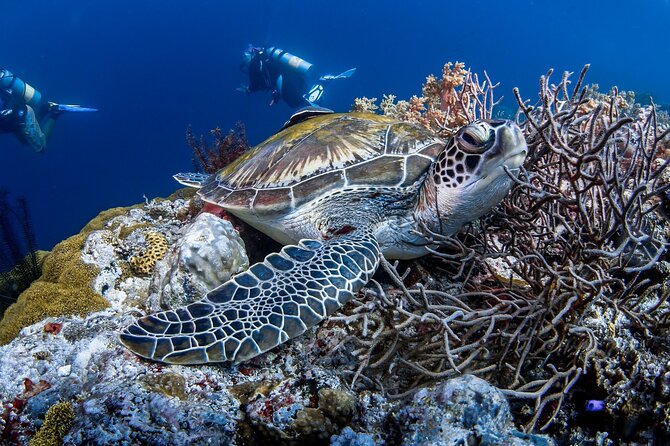 Full Day Pamilacan Island Day Tour With Lunch - Tour Itinerary