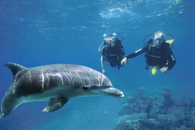 Full Day Private Boat Trip Dolphin House, Snorkeling - Hurghada - Itinerary Highlights
