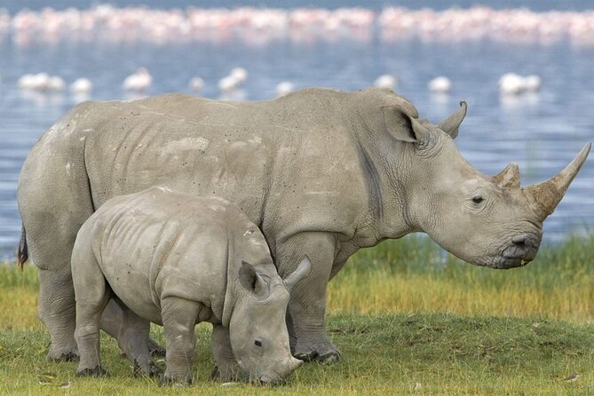 Full Day Safari From Durban to Hluhluwe-Imfolozi Game Reserve - Tour Details