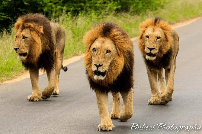 Full Day Safari - Kruger National Park - Wildlife and Landscape of Kruger