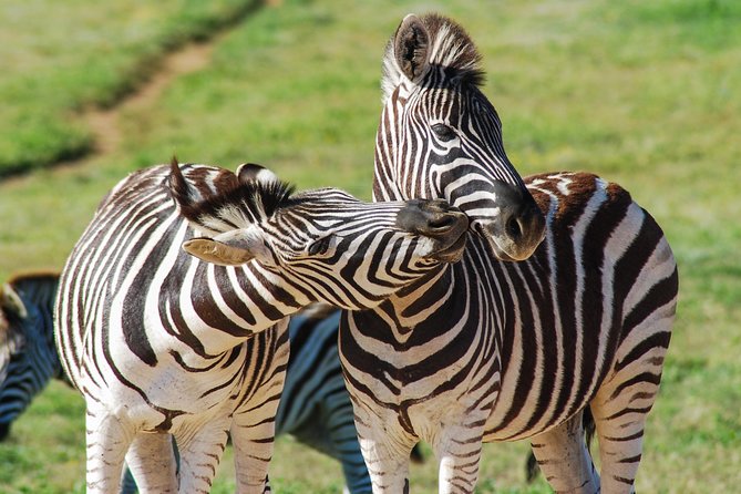 Full Day Safari Tour In Addo Elephant National Park - Tour Duration and Admission