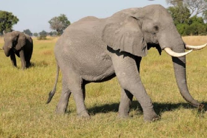 Full Day Safari Tour of Pilanesberg National Park, Open Jeep Experience - Traveler Photos and Reviews