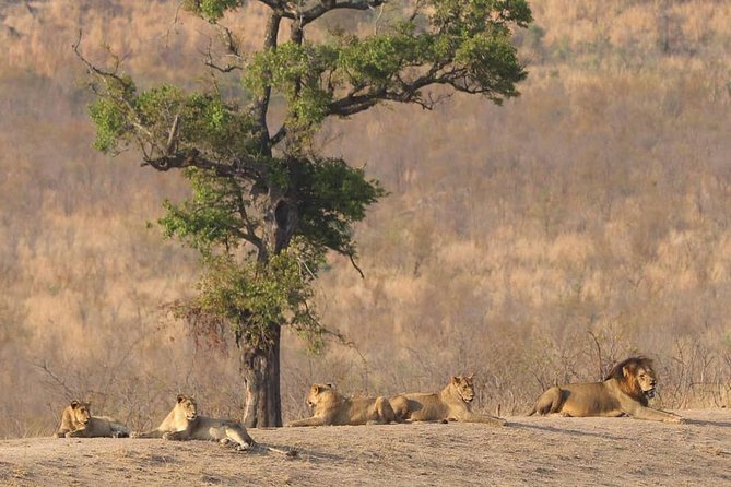 Full Day Safaris, Tours and Destination Management By Robbie Williams Safaris - Safari Experiences