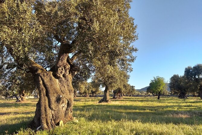 Full-day Salento Wine and Food Tour - Tour Highlights