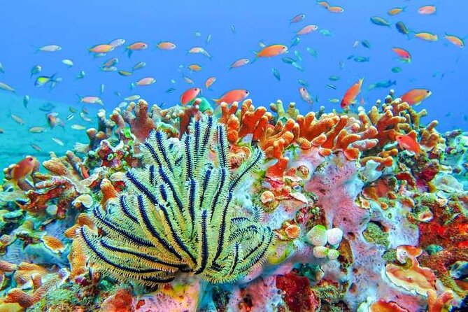 Full Day Snorkeling Activity at Bali Blue Lagoon - Pricing and Booking Information