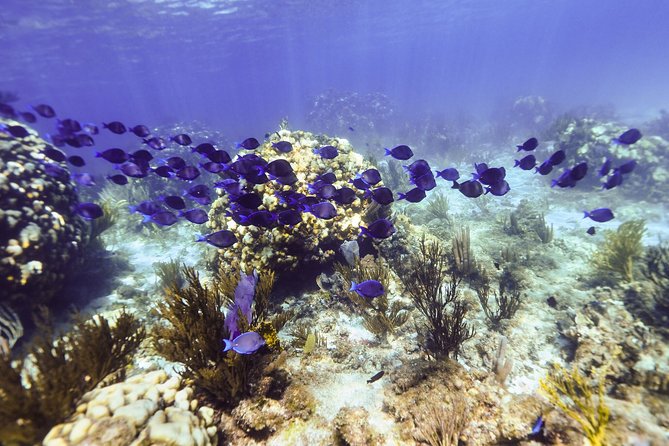 Full Day Stingray City Snorkeling Private Experience for 10 Guest - Accessibility and Transportation