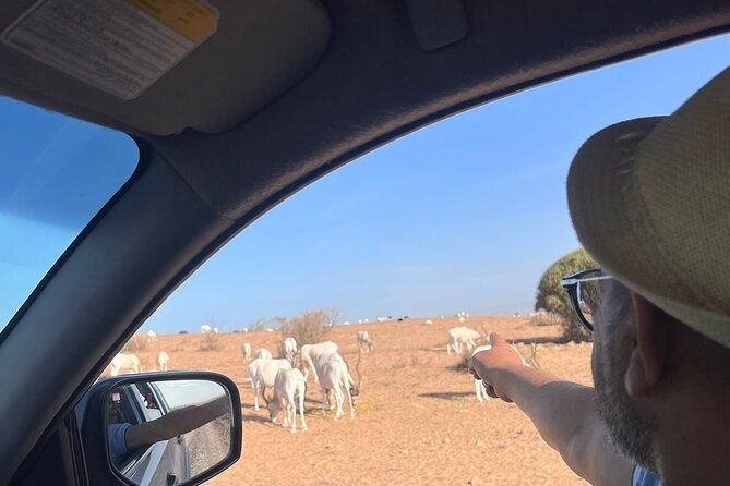 Full Day to Small Desert From Agadir - Tour Highlights