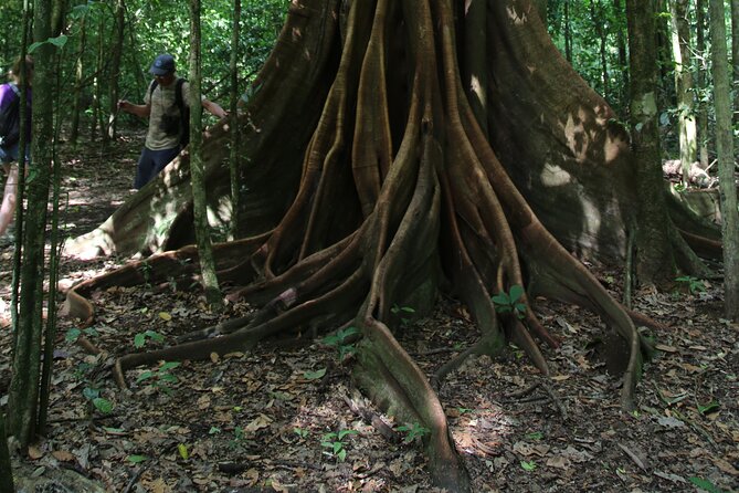 Full-Day Tour of Corcovado Sirena Station With Lunch - Tour Overview and Details