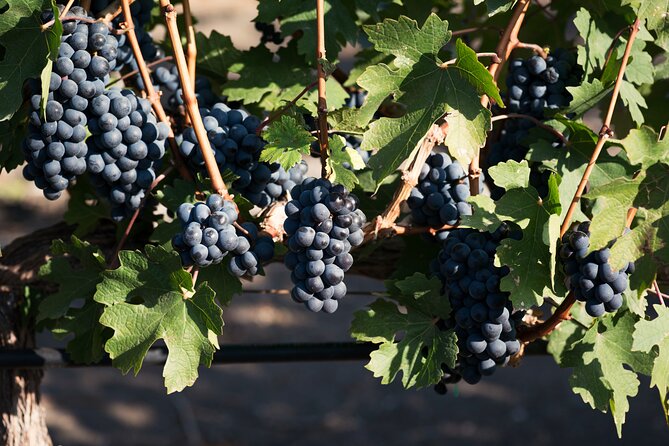Full Day Visit to Vineyard and Premium Tasting in San Miguel - Tour Overview