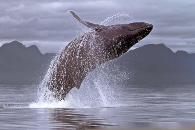 Full-Day Whale Watching and Wine Tasting Tour From Cape Town - Itinerary