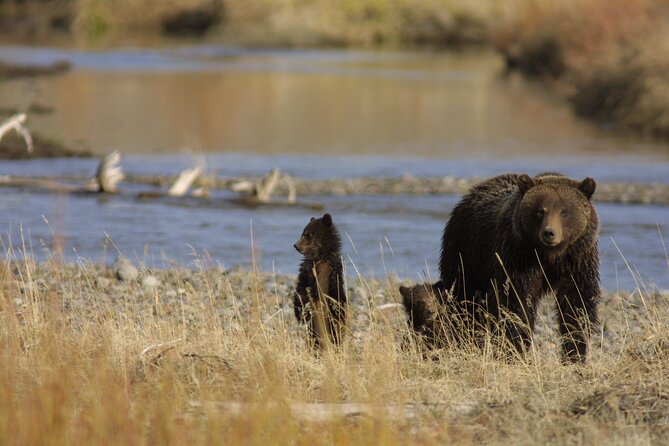 Full Day Wildlife Tour in Yellowstone Lamar Valley to Canyon - Tour Overview