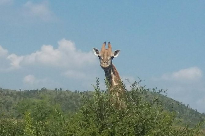 Fully Inclusive Pilanesbserg Safari From Johannesburg - Safari Location