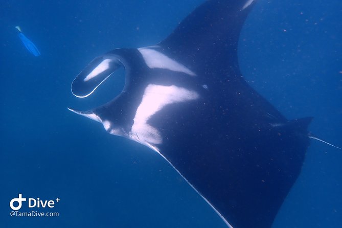 Fundive Catalina Islands (2 Dives Only for Certified Divers) - Meeting and Pickup Details