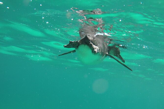 Galapagos Adventure: Explore 4 Islands in 7 Days - Island-Hopping Itinerary