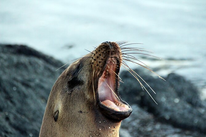 Galapagos Main Islands Adventure - A Must-See - Discover the Main Islands