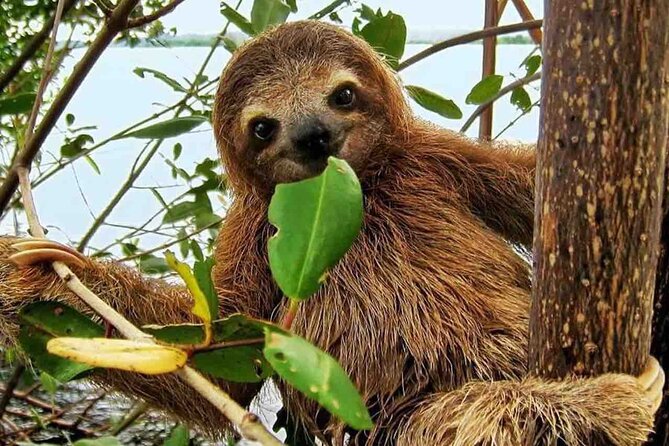 Gamboa Wildlife and Sloth Sanctuary Tour With Pickup - Tour Details