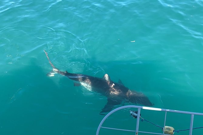 Gansbaai Private Shark Cage Diving Trip From Cape Town - Cancellation Policy