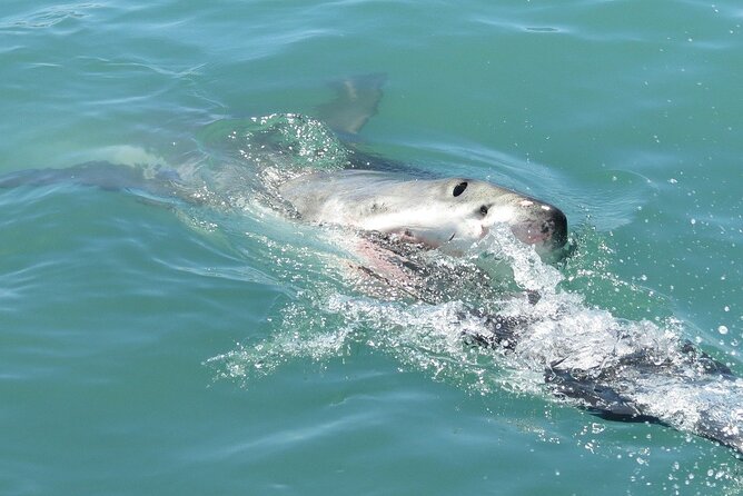 Gansbaai Shark Cage Diving & Penguins Small Group Tour From Cape Town - Pickup and Drop-off Details