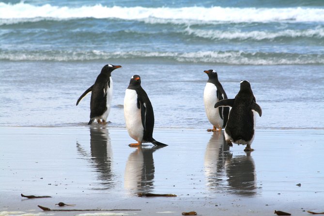 Gentoo Penguins at Berthas Beach Guided Tour From Stanley - Group Size and Inclusions