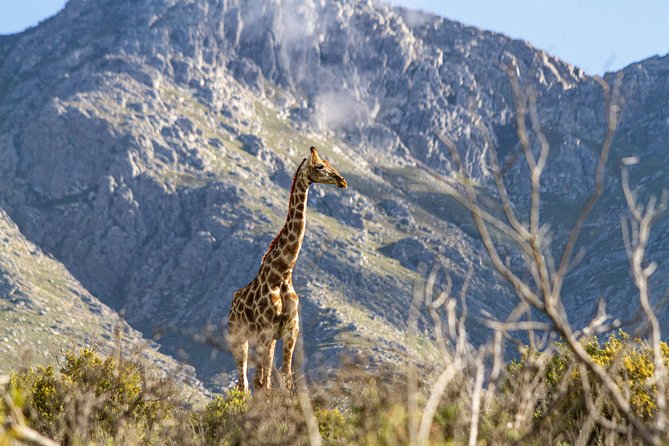 Giraffe Walk - Overview and Location