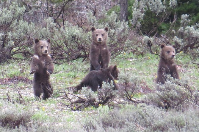 Grand Teton National Park - PRIVATE Sunrise Tour From Jackson Hole - Tour Details