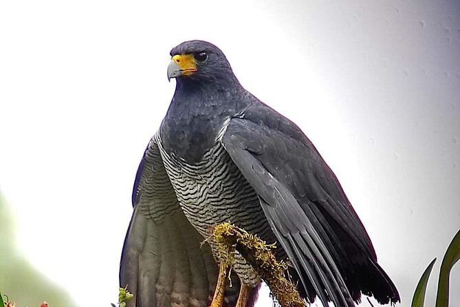 Guided Birding Photography Experience - Expert Photography Tips and Techniques