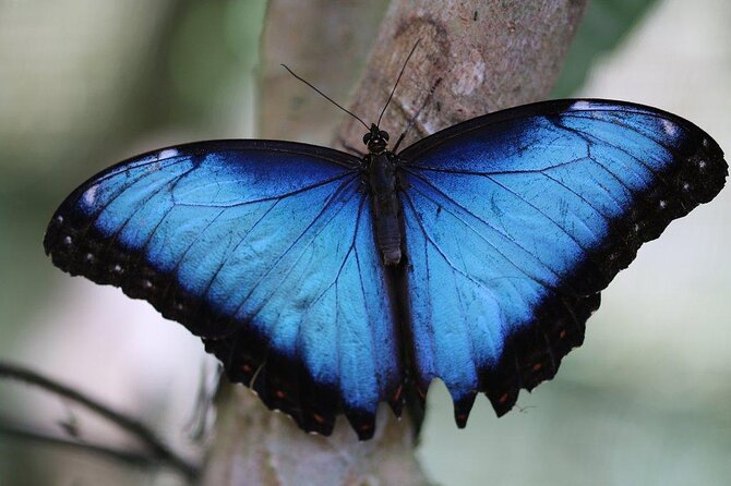 Guided Butterfly Conservatory Tour in Costa Rica - Tour Highlights