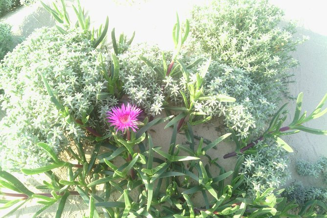 Guided Marine Walk: - Sardinia Bay (Marine Protected Area) - 2 Hours - Scenic Views and Wildlife Encounters