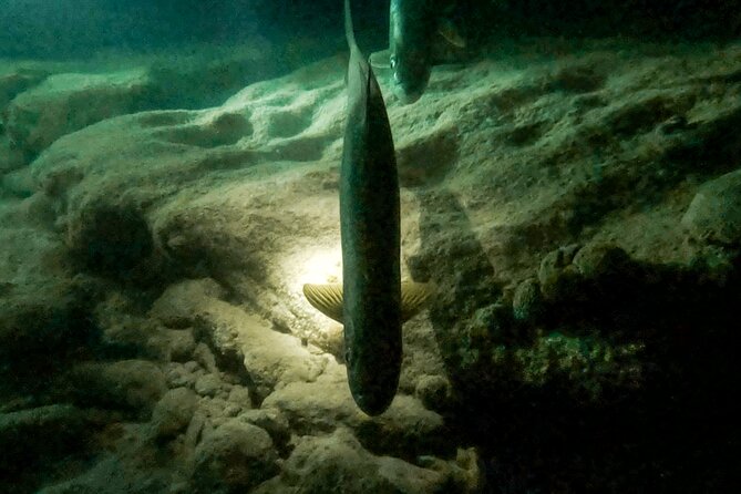 Guided Night Snorkeling Bonaire With Tarpons - Snorkeling Equipment