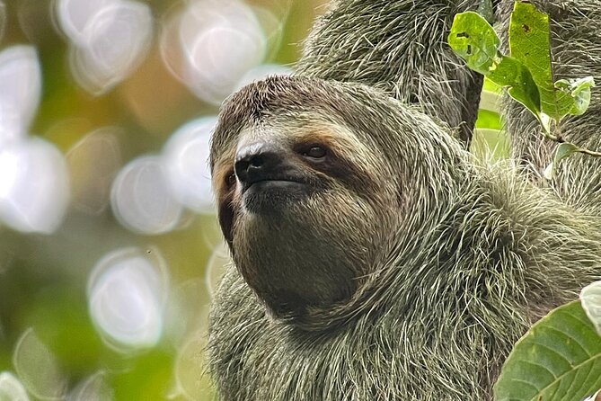 Guided Three-Hour Walking Tour of Manuel Antonio National Park  - Quepos - Pricing and Value