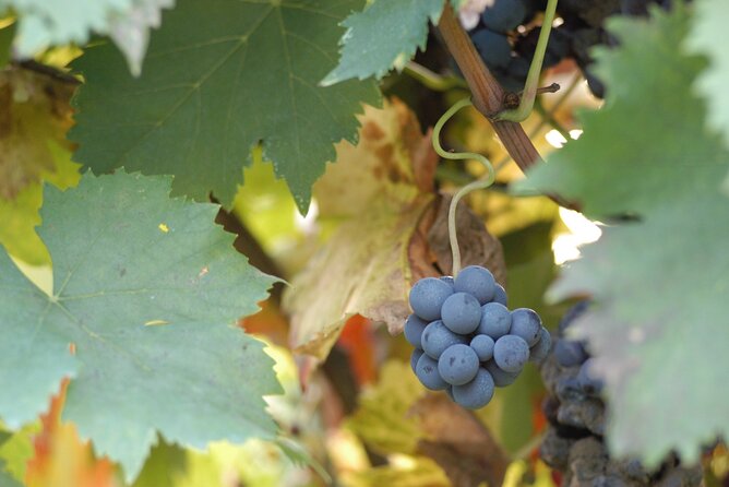 Guided Tour and Tasting at Fattoria Paradiso in Bertinoro - Tour Highlights