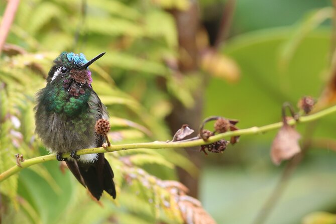 Guided Walk to the Monteverde Cloud Forest Preserve - Tour Highlights