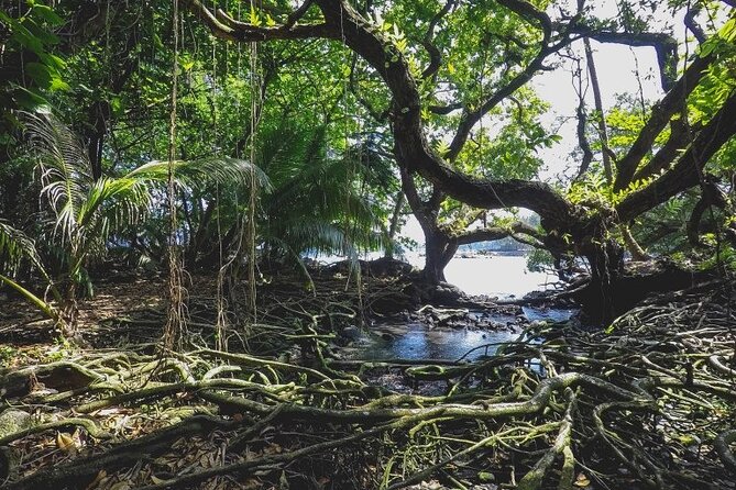 Hāʻena Activity in the District of Puna - Overview of Hāʻena Activity