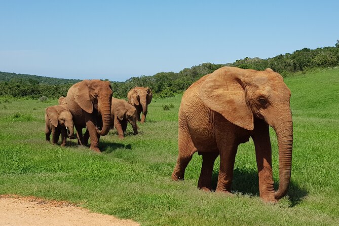 Half Day Addo Elephant National Park Safari - Pickup and Drop-off