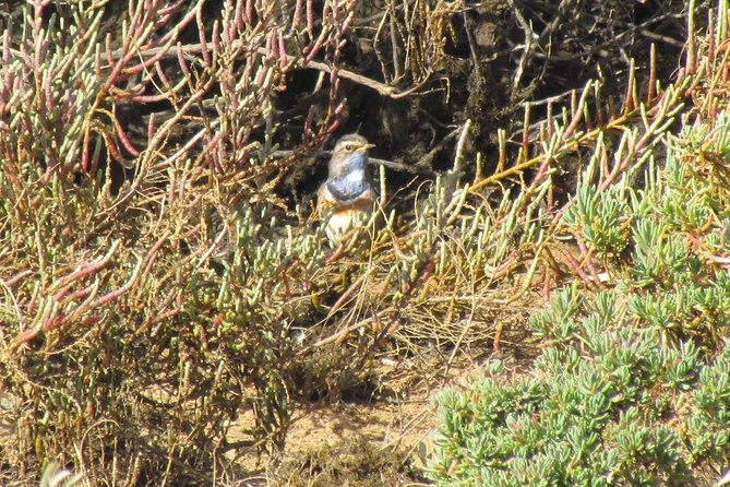 Half-Day Birdwatching at Alvor Dunes - Traveler Experience at Alvor Dunes
