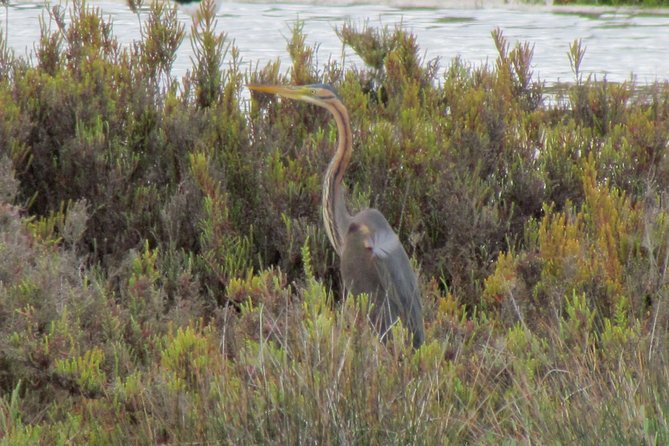Half-Day Birdwatching at the Abicada Marshed - Admission Ticket and Accessibility Information