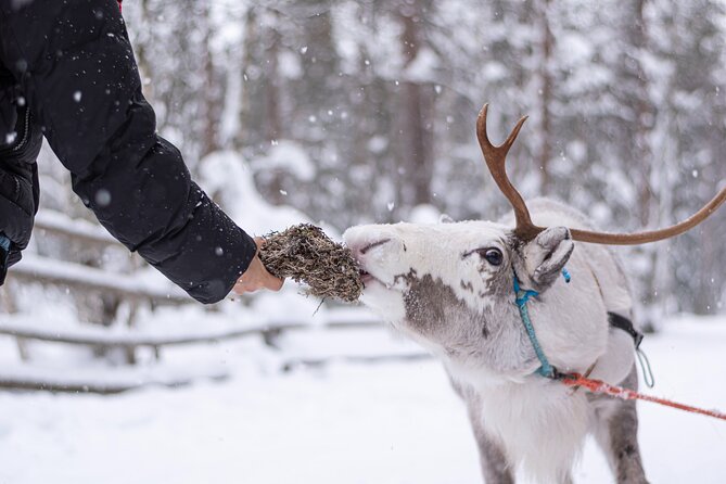 Half-Day Experience in Local Reindeer Farm in Lapland - Booking Confirmation and Accessibility