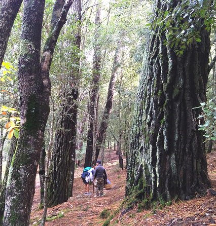 Half-Day Hike in Sardinias Seven Brothers National Park (Feb ) - Experience Details
