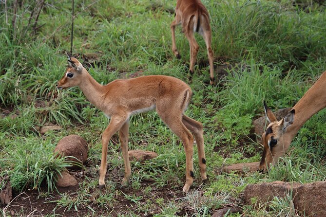 Half-day Hluhluwe-iMfolozi Park Big 5 Safari Experience - Safari Experience Details