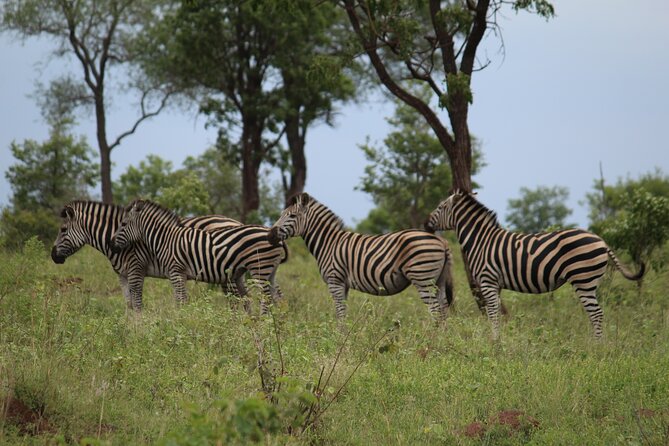 Half Day Morning Safari From Hazy View - Safari Highlights