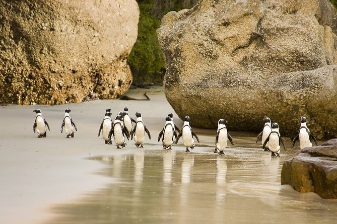 Half-Day Penguins and Coastal Sights From Cape Town - Tour Details and Duration