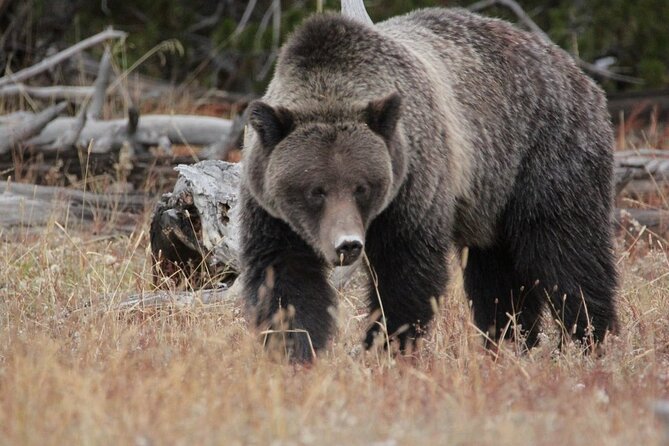 Half-Day Private Breathtaking Tour in Grand Teton National Park - Tour Details