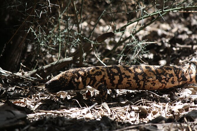 Half-Day Private Reptile Hunting in The Sonoran Desert - Inclusions and Pickup